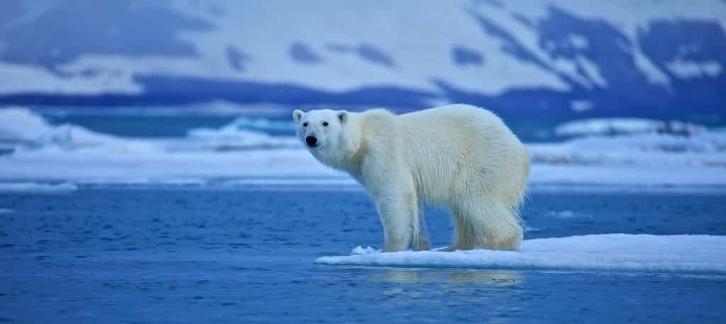 polar_bear