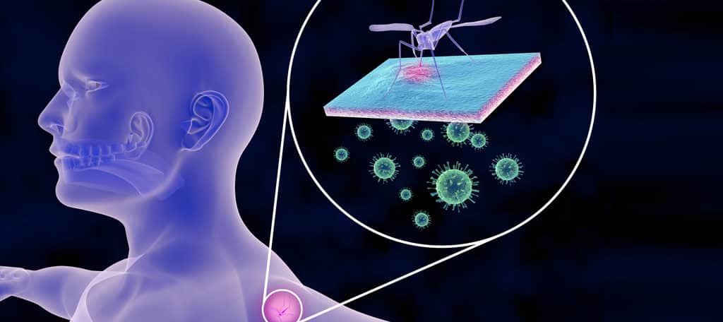 vector borne disease