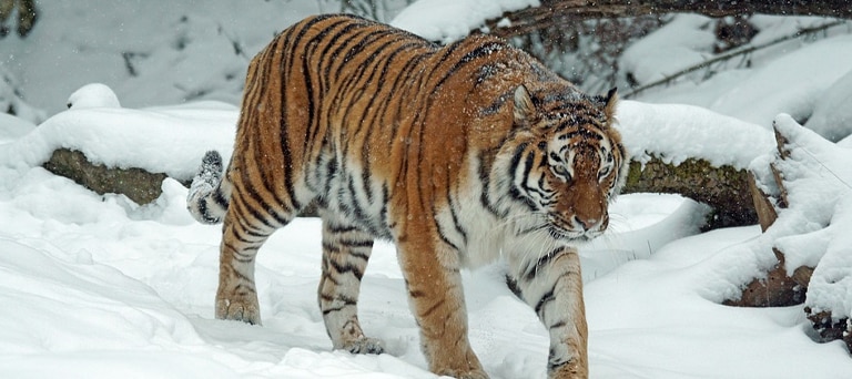 Animal Conservation