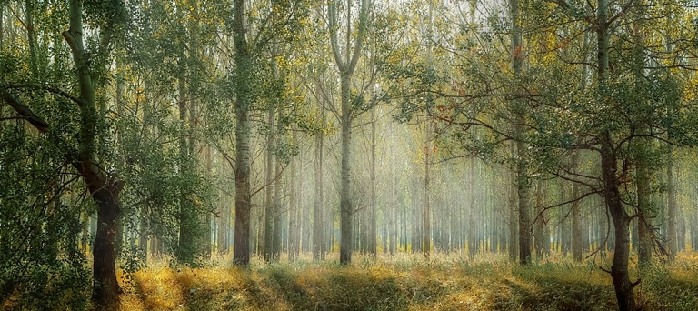 Forests