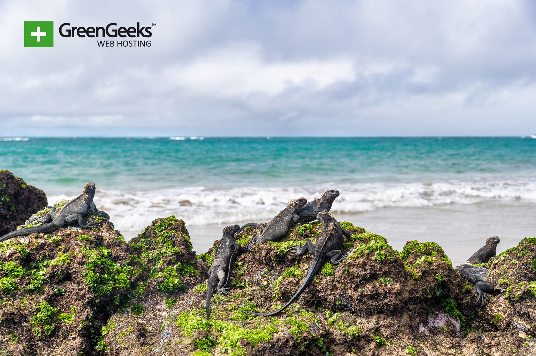 Galapagos Islands Iguana