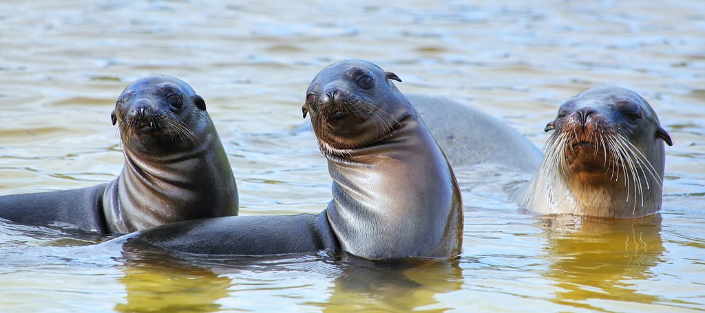 Sea Lions