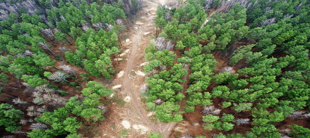 Forest clearing