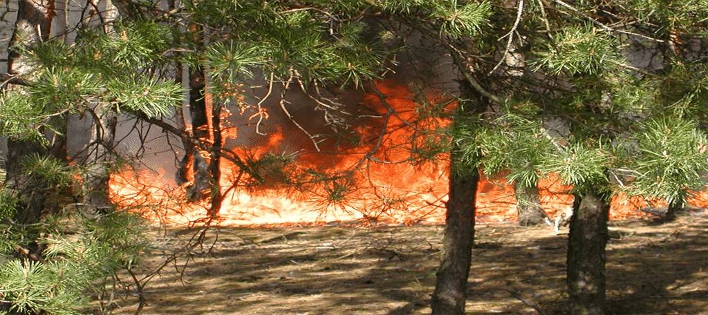 Forest fire