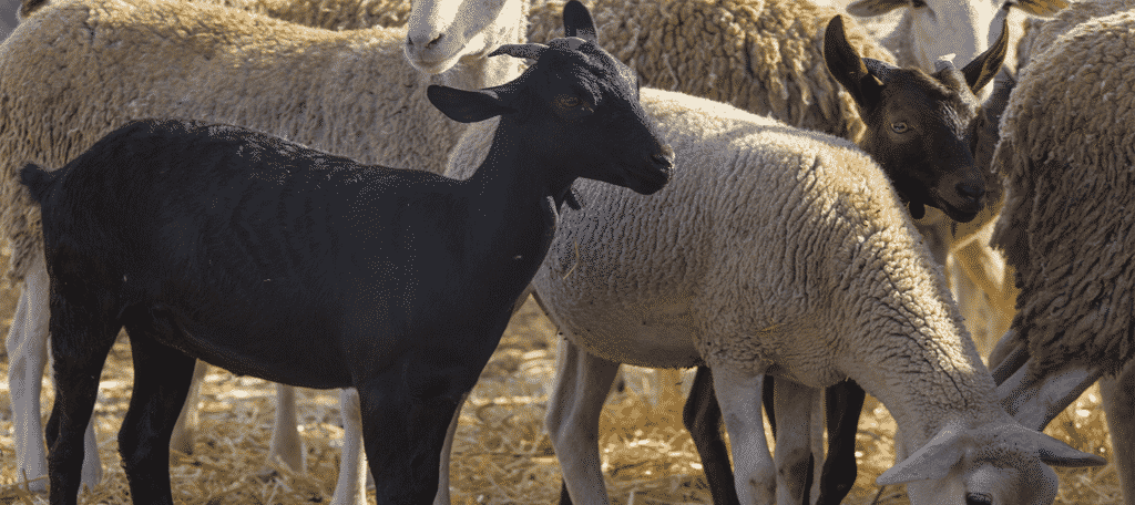 Goats Eating