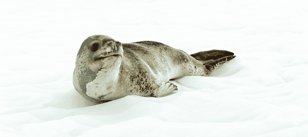 Antartic Seal
