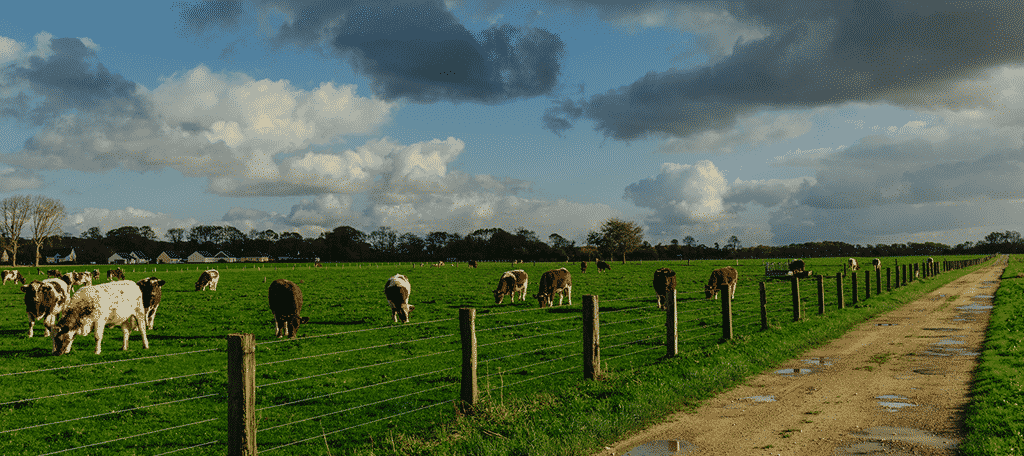 Cows Feeding