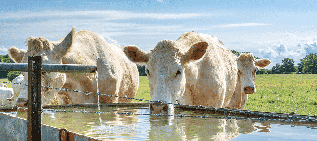 Cows Drinking Water