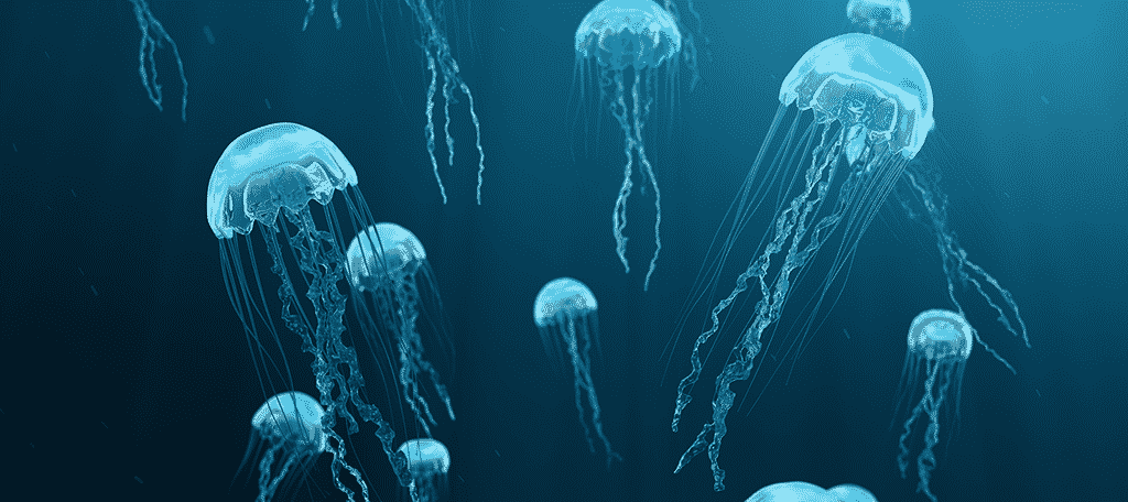 Jellyfish Take Over Australian Beach Internet Technology News