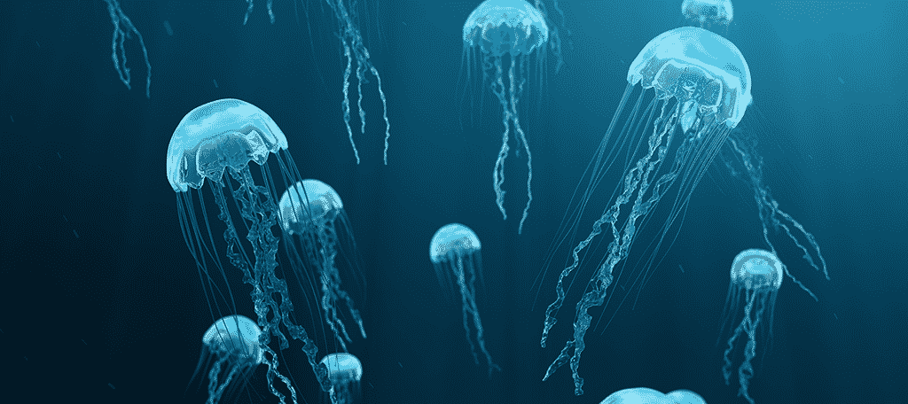 Jellyfish