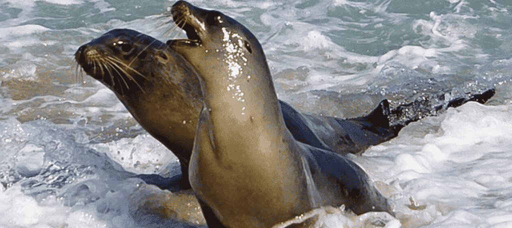 California sea lions