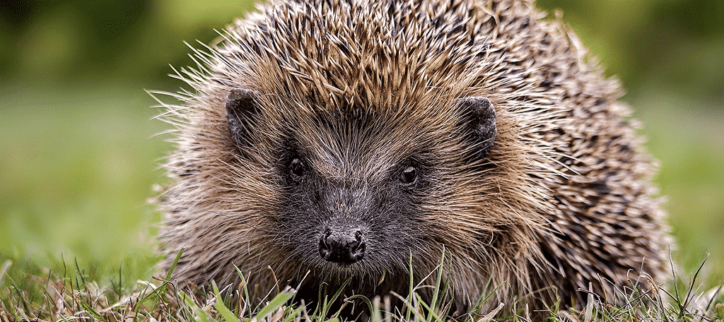 Hedgehogs