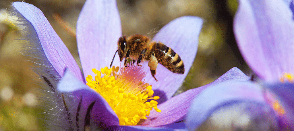Plant Pollination