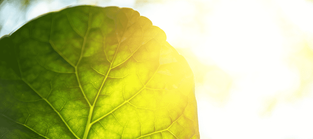 Photosynthesis