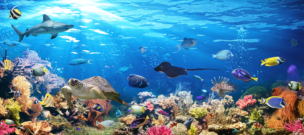 ecosistema oceánico