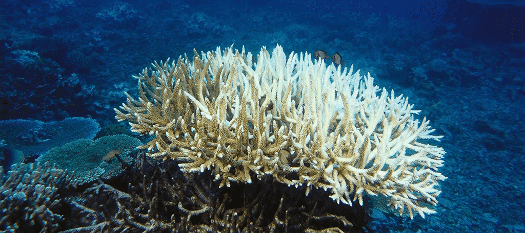 Blanqueamiento de corales