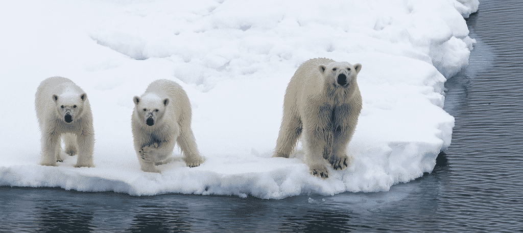 Polar Bears