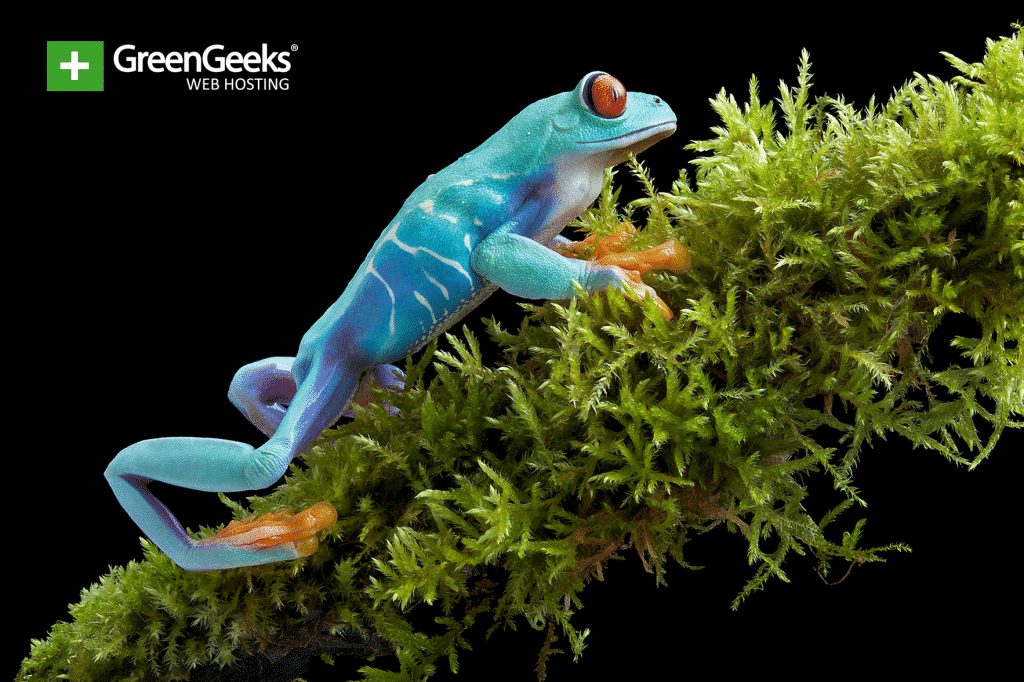 Killer Frog Disease Continues to Threaten Amphibians