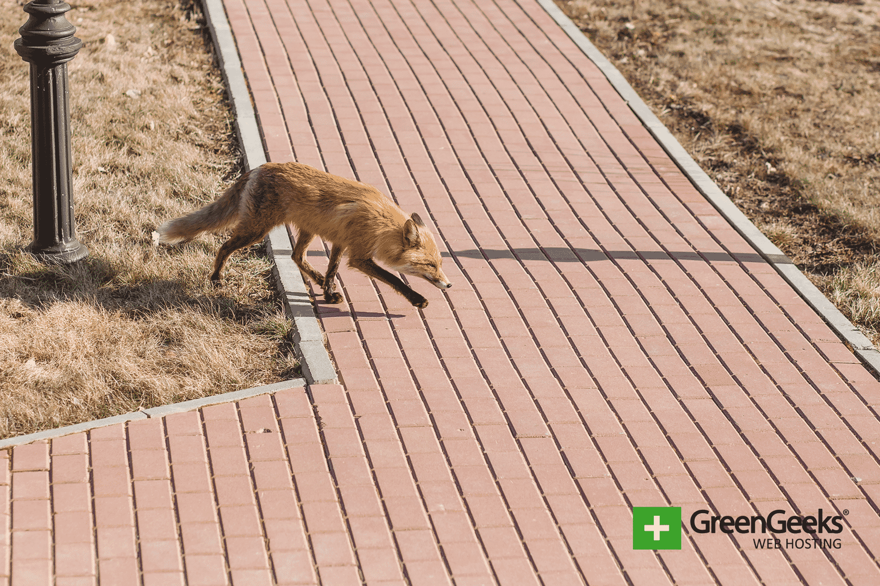 What Cities Can Do To Help Animals Survive Climate Change What Cities Can Do To Help Animals Survive Climate Change