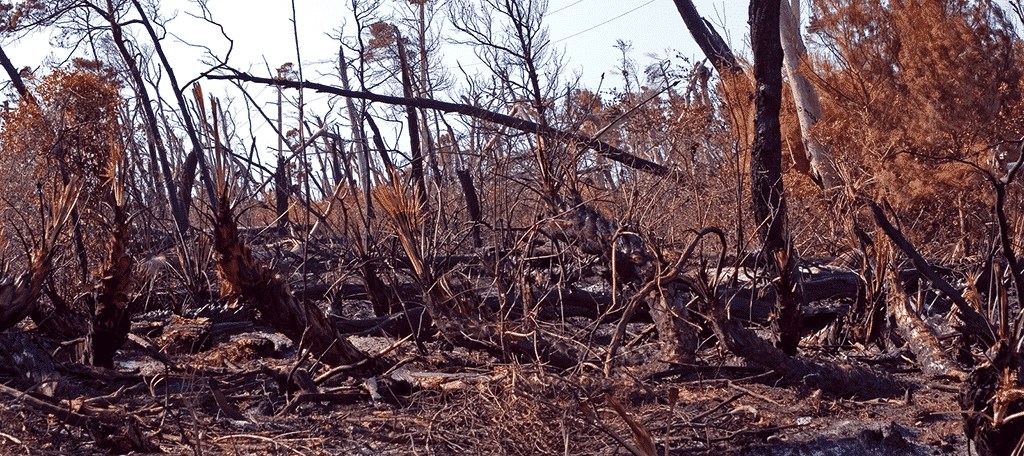 Forests in Danger