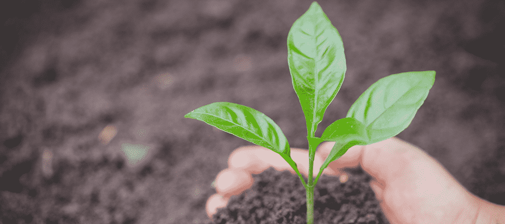 Plant A Tree