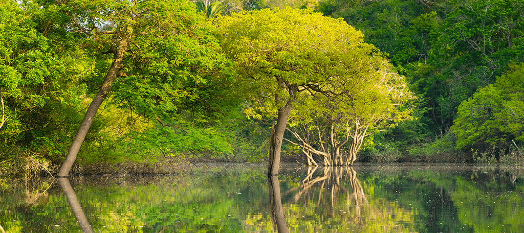 Amazon Rainforest