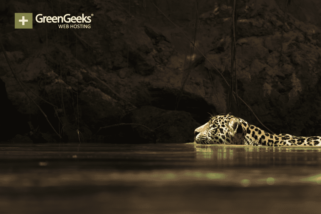 How the Amazon Rainforest Fire Impacts Animals