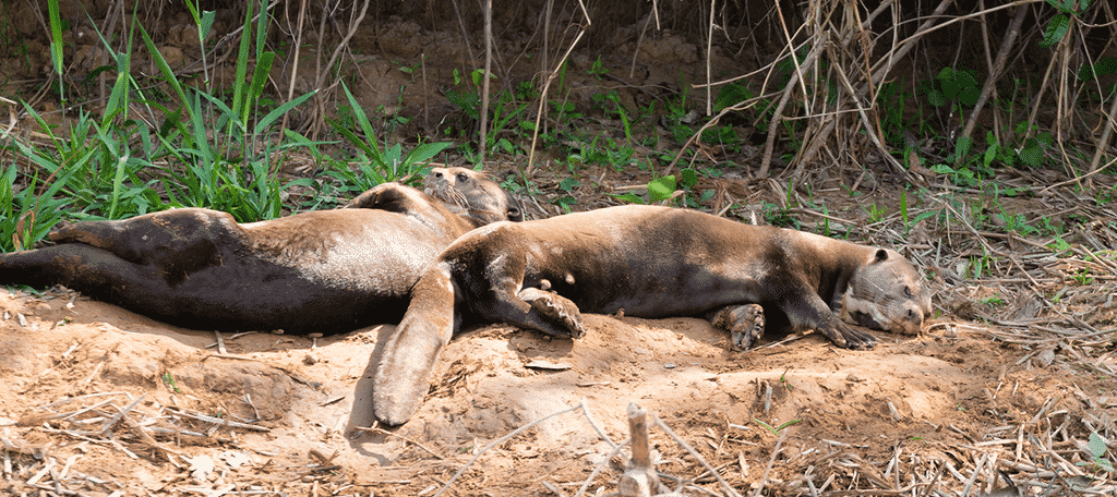 Giant Otters