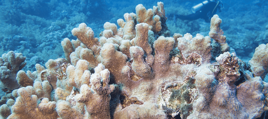 Pillar Coral