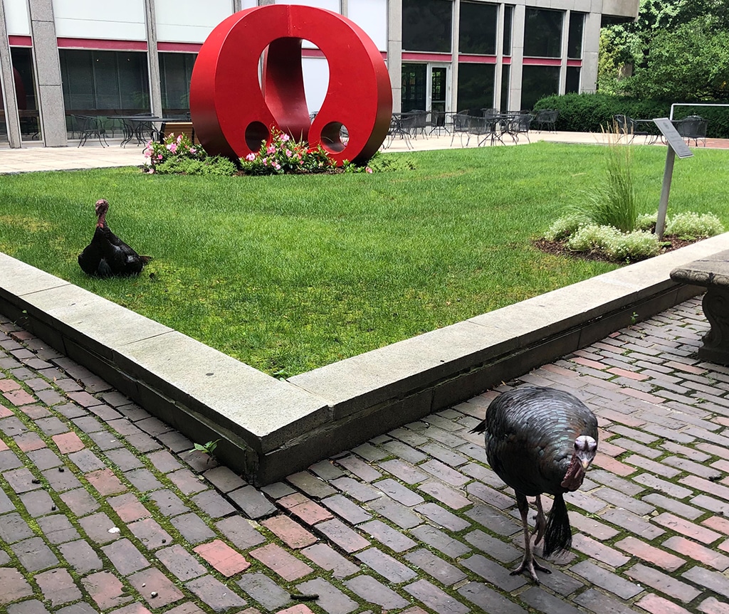 Wild Turkeys