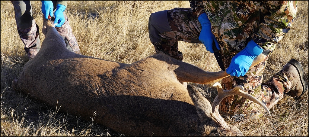 Cleaning Deer