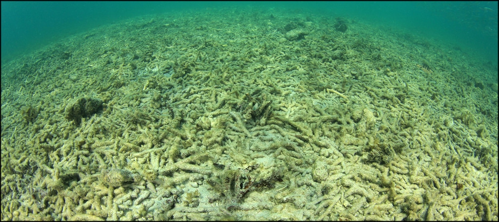 Dead Coral Reef