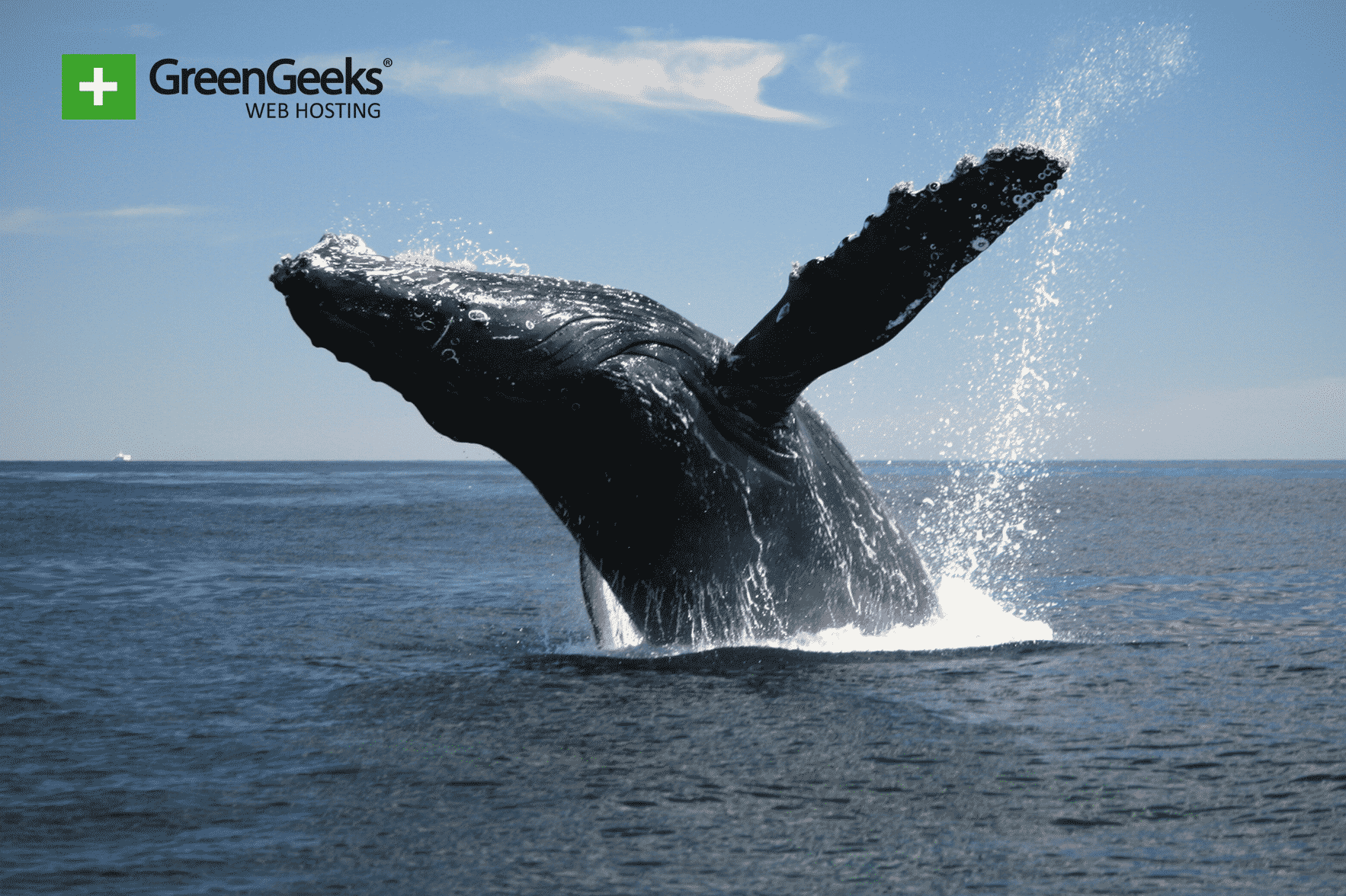 Humpback Whale