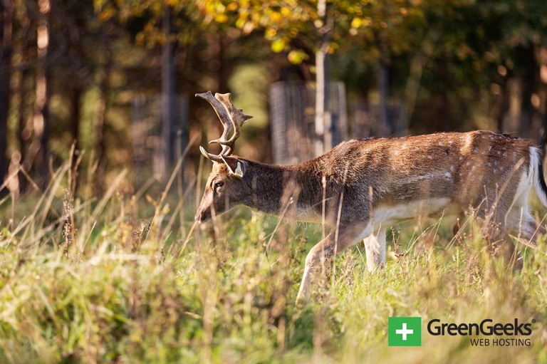 Zombie Deer