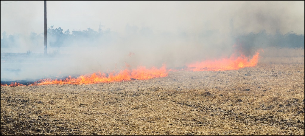 Burning Crops