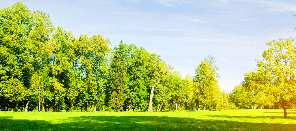 Tree Planting