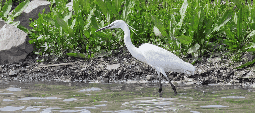 Egret