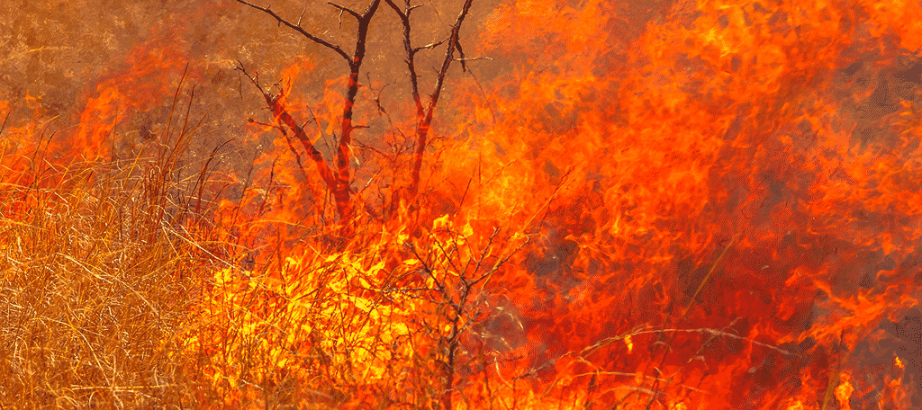 Australia Bushfire