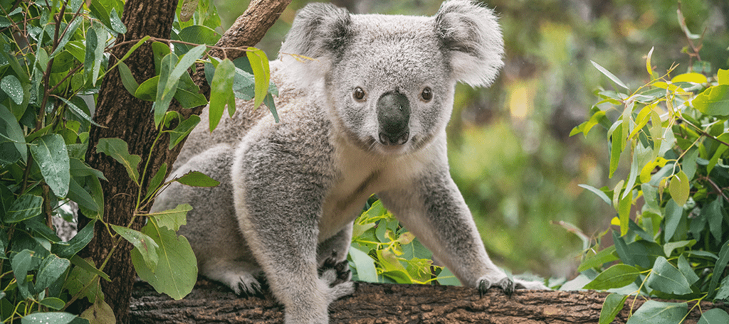 Koala