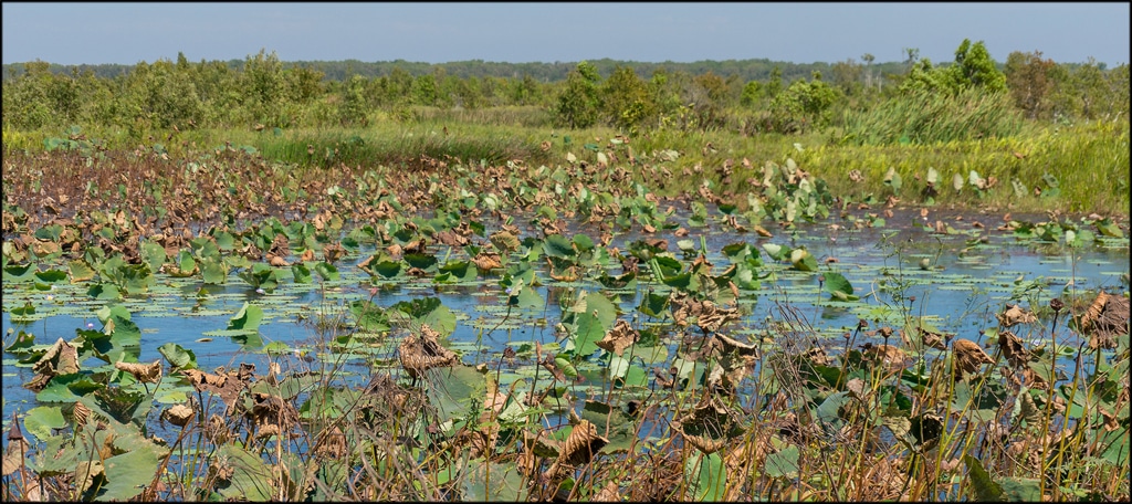 Wetlands