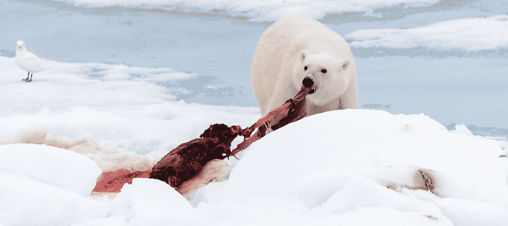 Eating Seal