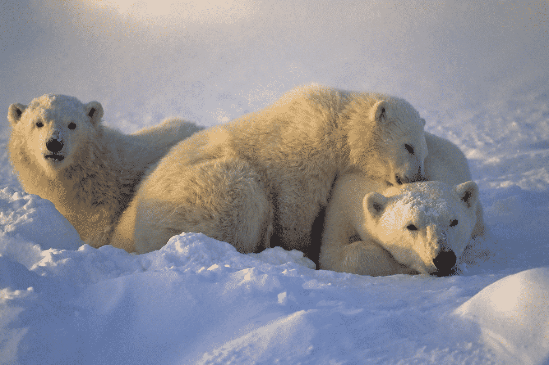Ice Melting Is Making Polar Bears Thinner and Have Fewer Cubs