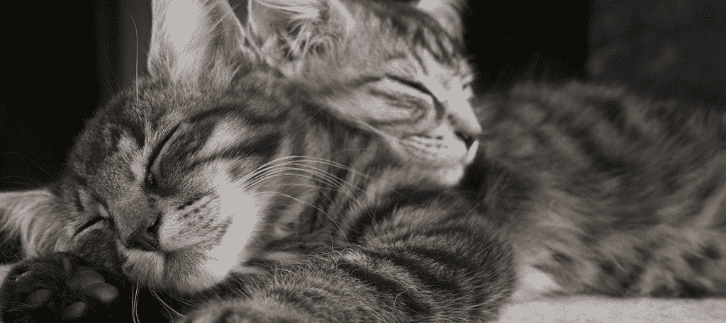 gatos