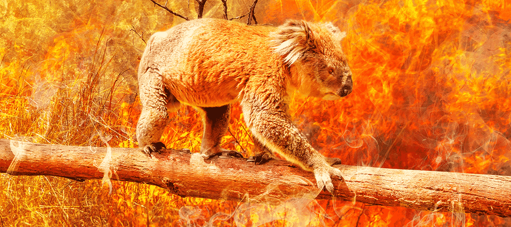 Koalas Are Facing Extinction As A Result Of The Fires In Australia Internet Technology News - team koala and cat forever roblox