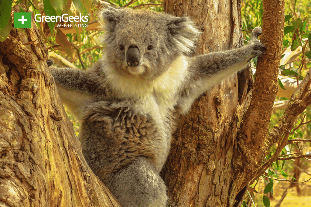 Koalas Are Facing Extinction As a result of the fires in Australia