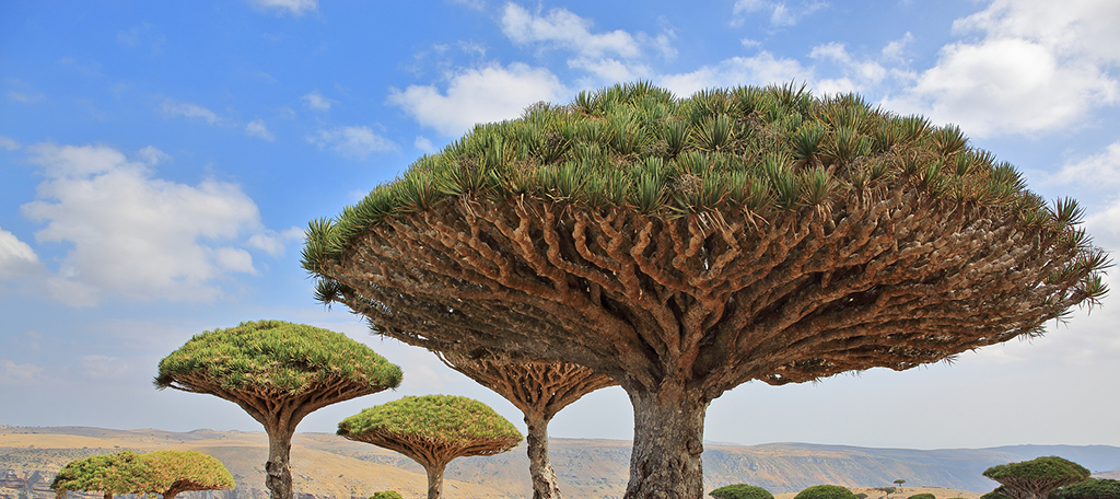 Dragon Tree