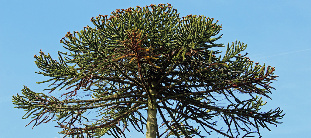 Monkey Puzzle