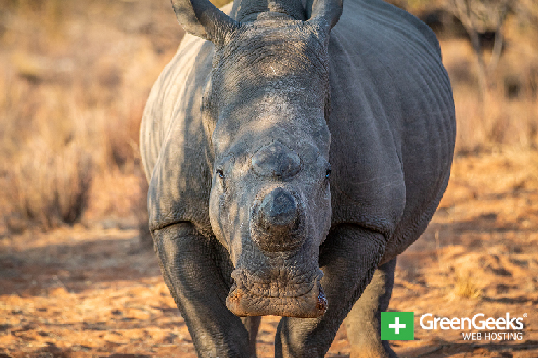 Rhino Poaching