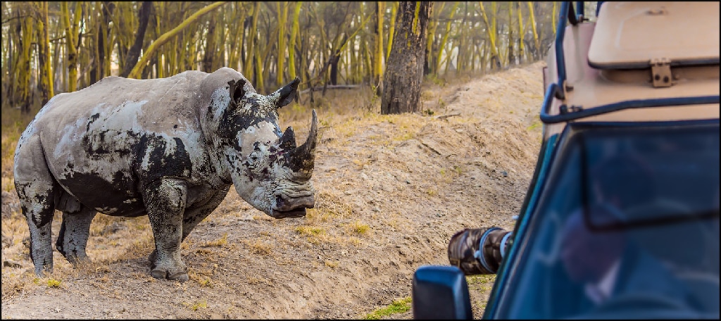 Rhino and Tourism