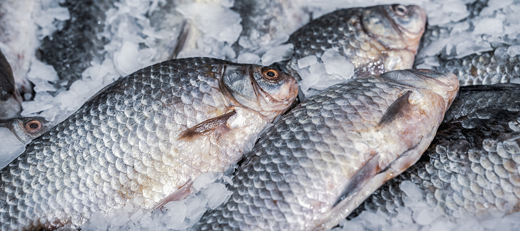 Fish Plastic